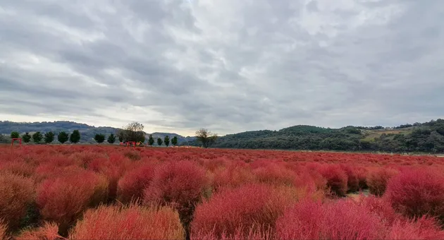 연천 임진강 댑싸리공원