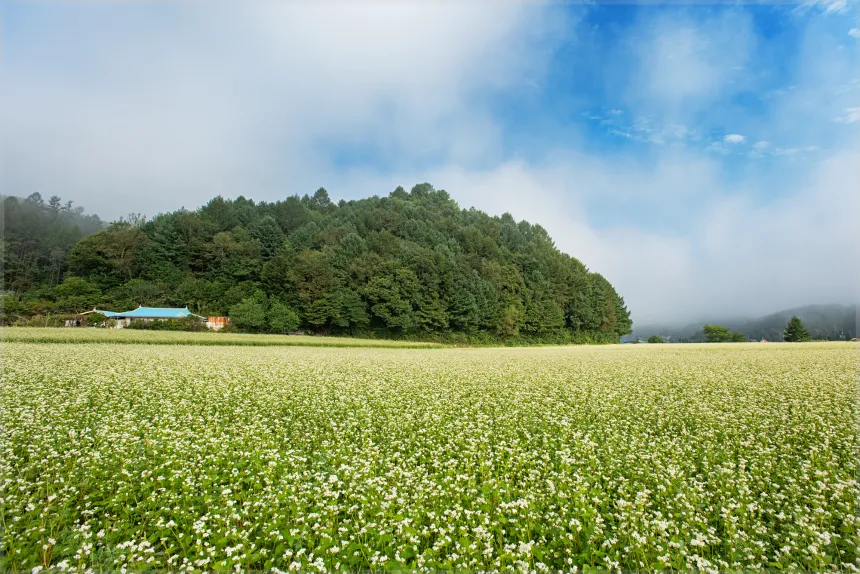 평창 봉평 메밀꽃밭 (효석문화제)