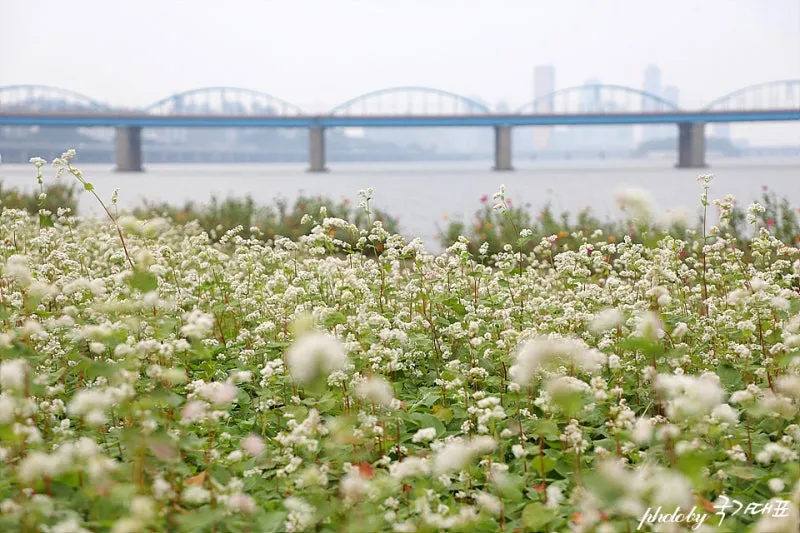 반포한강공원 서래섬