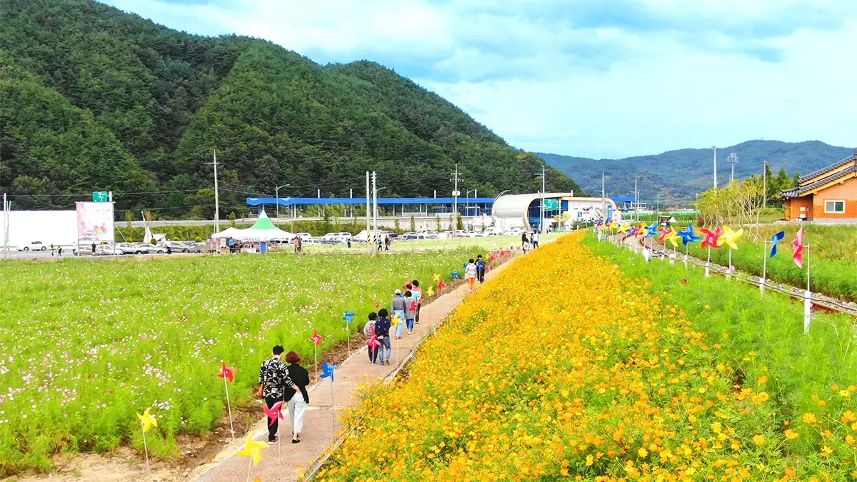 메밀꽃 축제 마지막 주, 코스모스는 절정이에요
