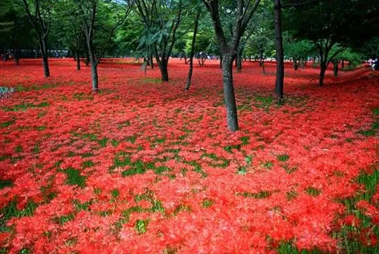 영광 불갑산 상사화축제